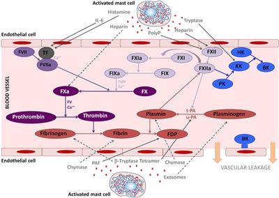 The Mast Cell, Contact, and Coagulation System Connection in Anaphylaxis